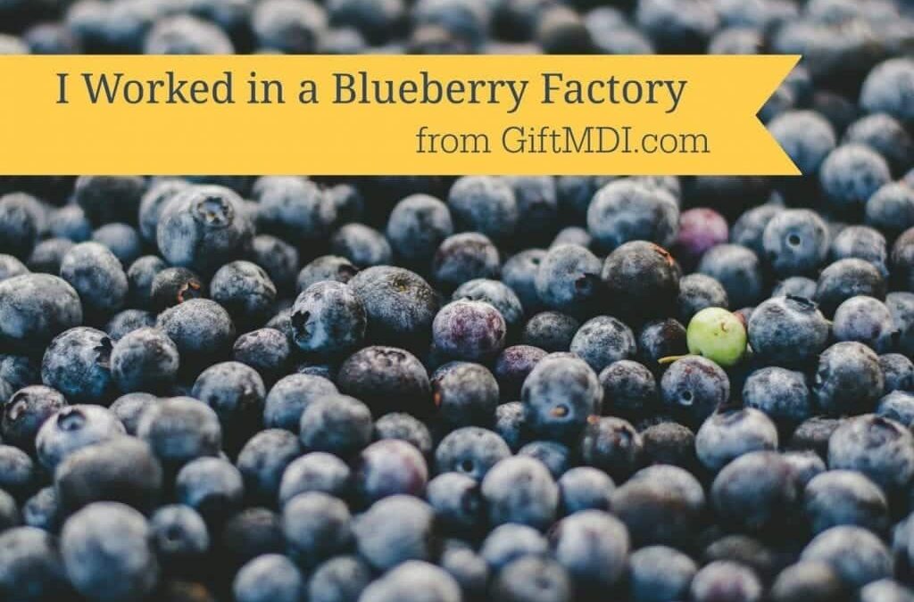 I Worked In a Blueberry Factory