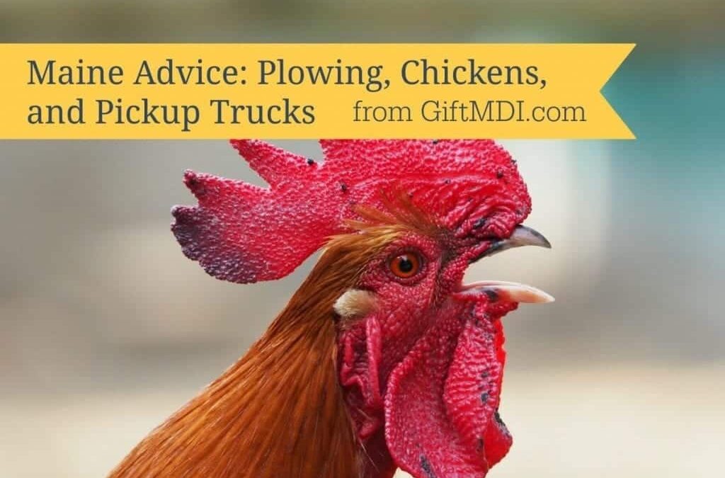 Maine Advice: Plow Problems And Loose Chickens