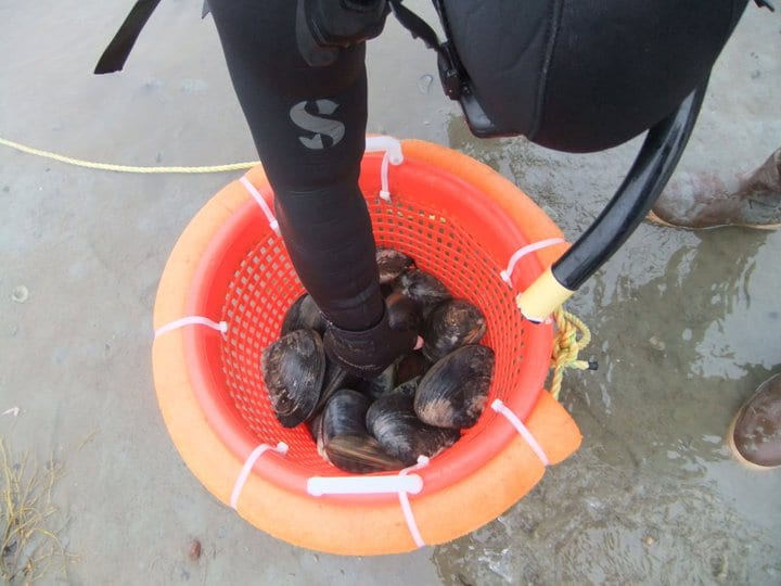 Your Complete Guide To Clamming On MDI
