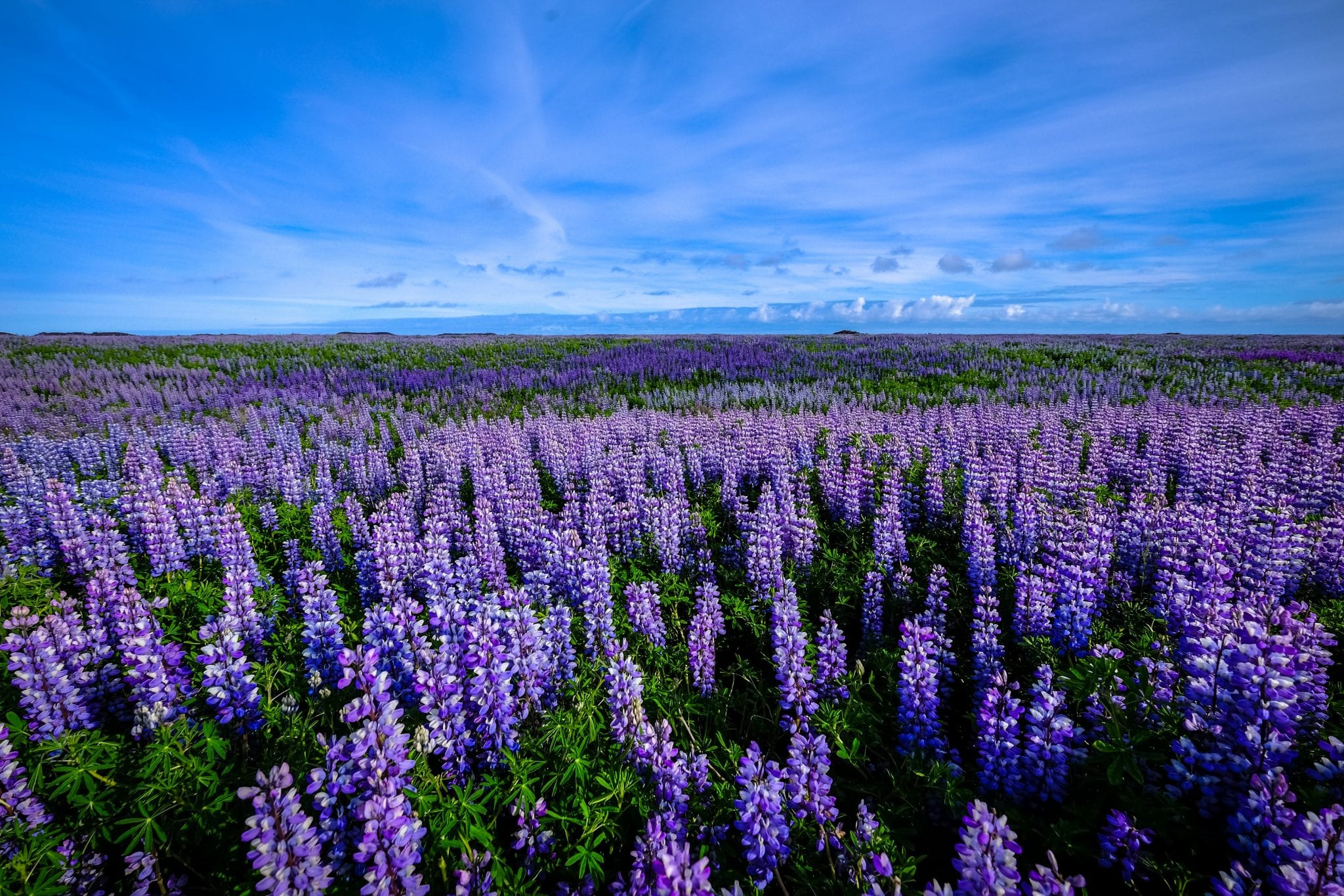 Iconic Plants of MDI